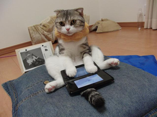 Illustration for article titled Cats Are Very Serious about Video Games